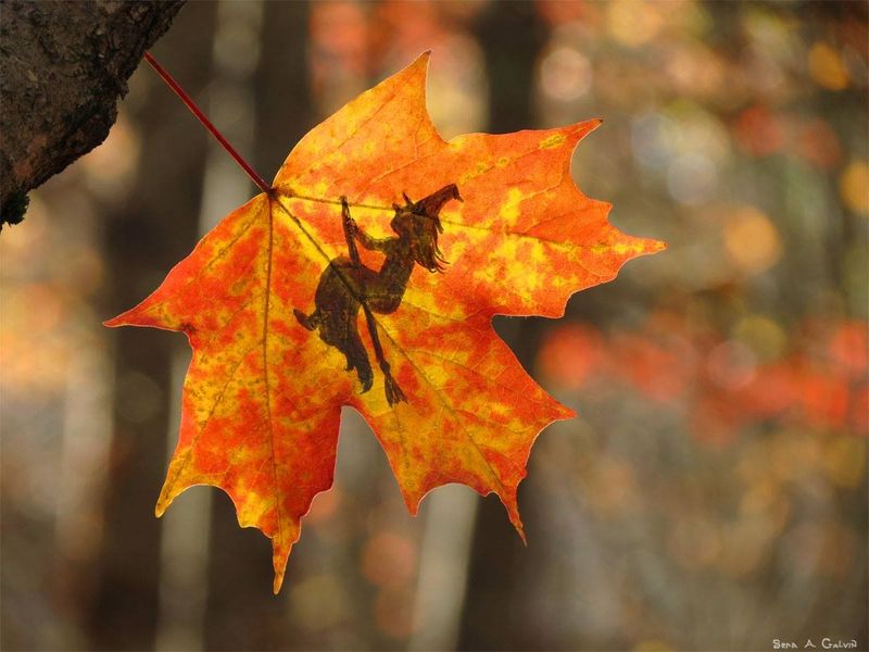 A hat-wearing witch riding a broomstick drawn in dark silhouette on a glowing orange-red maple leaf against autumn forest bokeh, by Sera Autumn