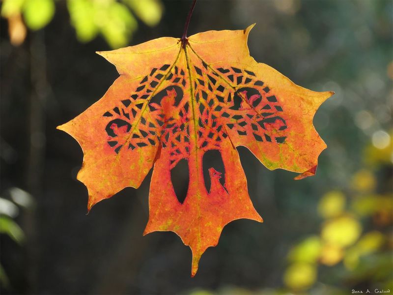 An intricate lace-like tree with birds cut into a backlit orange maple leaf, with animal shapes among the branches, by Sera Autumn