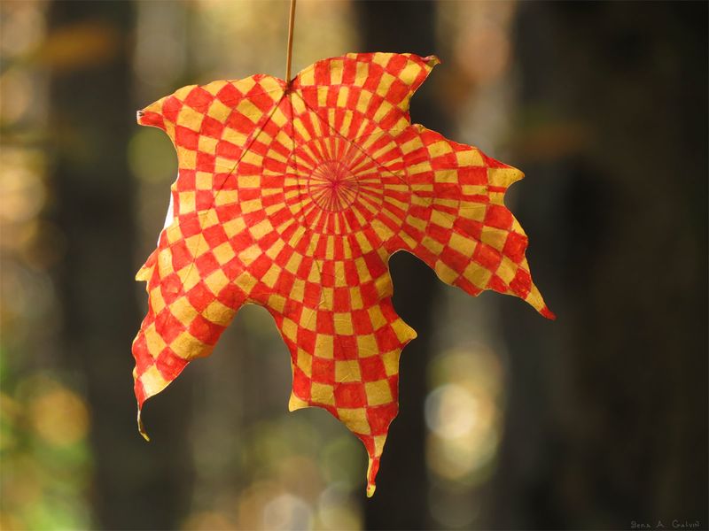 A red and yellow checkerboard spiral optical pattern drawn across a maple leaf, backlit against dark blurred forest, by Sera Autumn