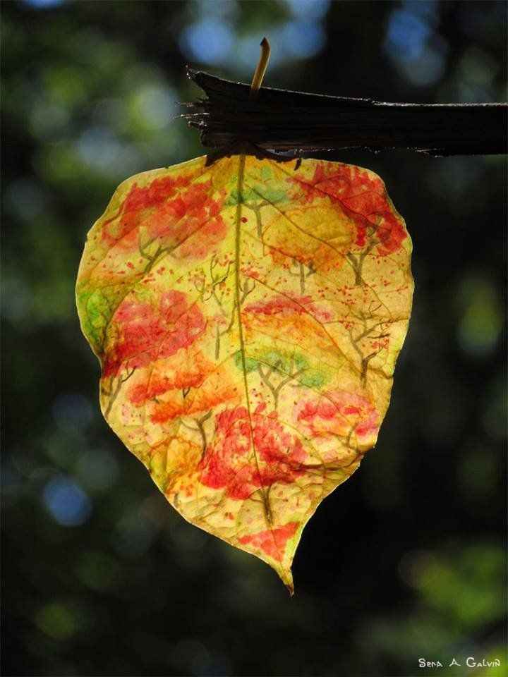 A grove of autumn trees with red and orange foliage drawn on a translucent leaf, backlit against dark green bokeh, by Sera Autumn