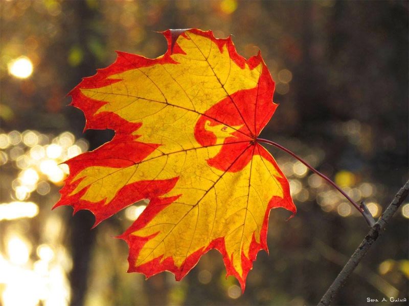 A yellow firebird shape emerges within a backlit red maple leaf edged in flame-red, against golden forest bokeh, by Sera Autumn