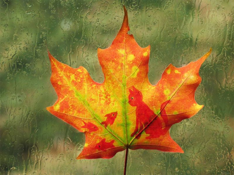 A red cat watching two fish drawn on an orange maple leaf pressed to a rain-streaked window over green, by Sera Autumn
