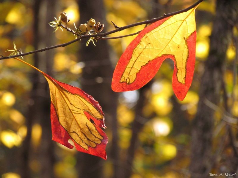Two hands reaching toward each other, hanging from a backlit branch, by Sera Autumn