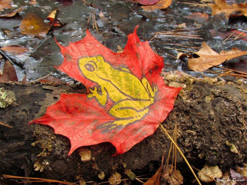 A yellow-green tree frog drawn on a red maple leaf resting on a wet log above a leaf-strewn stream, by Sera Autumn