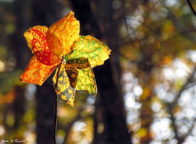 A pinwheel of leaves with colored geometric patterns against forest bokeh, by Sera Autumn