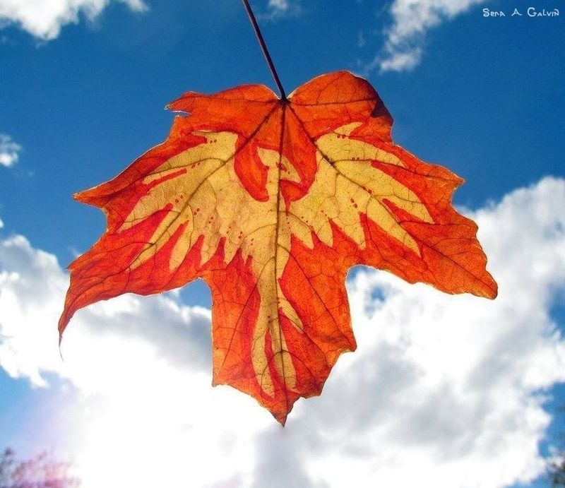 A cream-and-yellow phoenix with outspread wings drawn on an orange-red maple leaf against a bright blue cloud-filled sky, by Sera Autumn